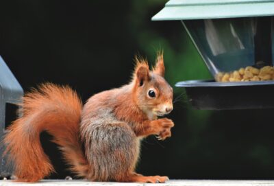 squirrel, rodent, foraging